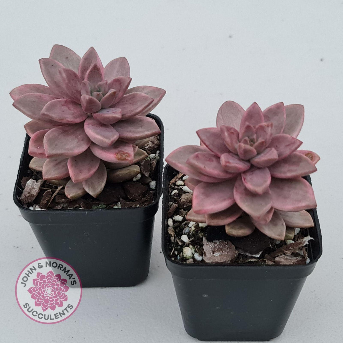 Graptosedum Bronze Variegata