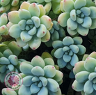 Sedum clavatum (multi)