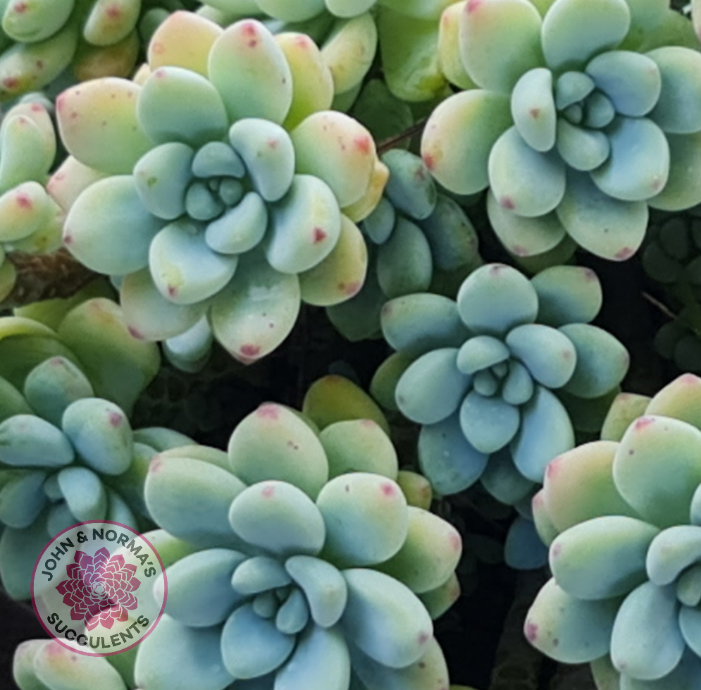 Sedum clavatum