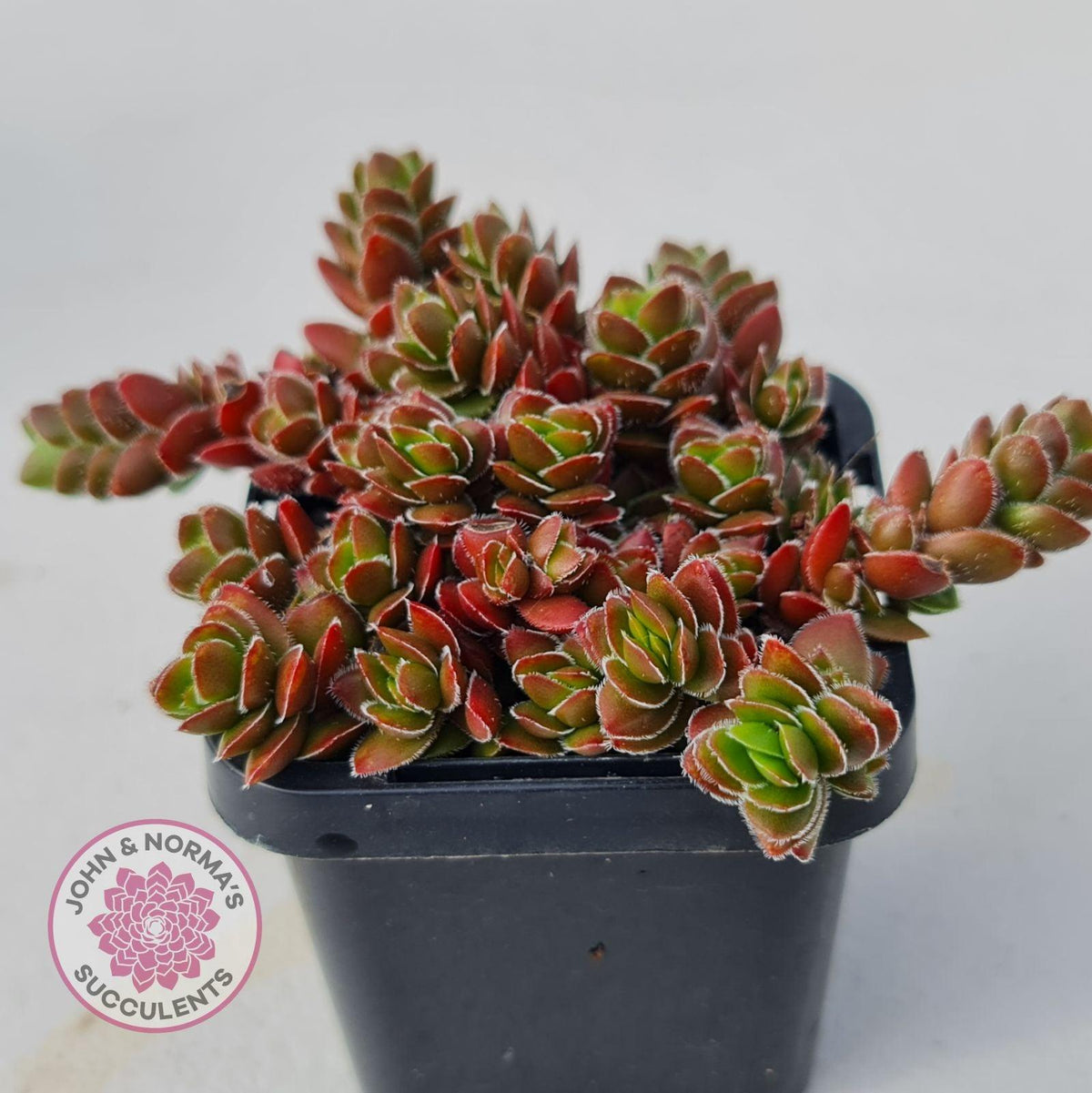 Crassula lanuginosa var. pachystemon 'David'