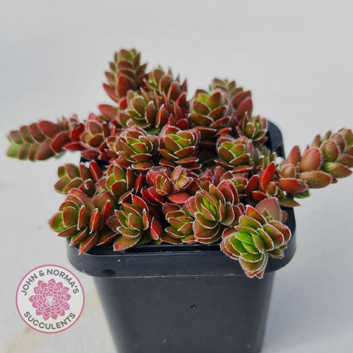 Crassula lanuginosa var. pachystemon 'David' - John & Norma's Succulents