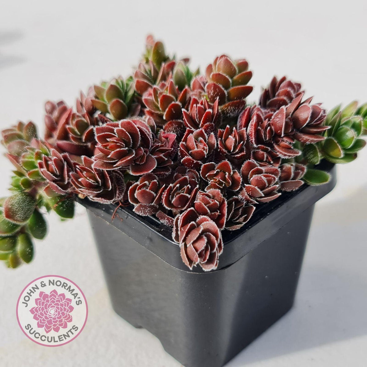 Crassula lanuginosa var. pachystemon 'David'