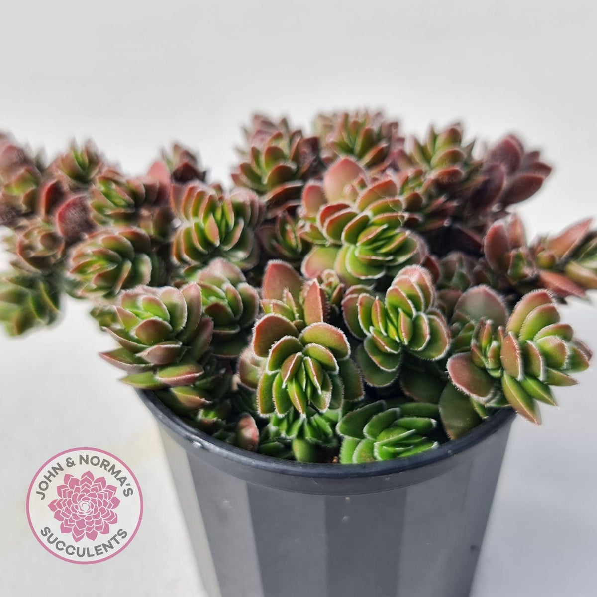 Crassula lanuginosa var. pachystemon 'David'