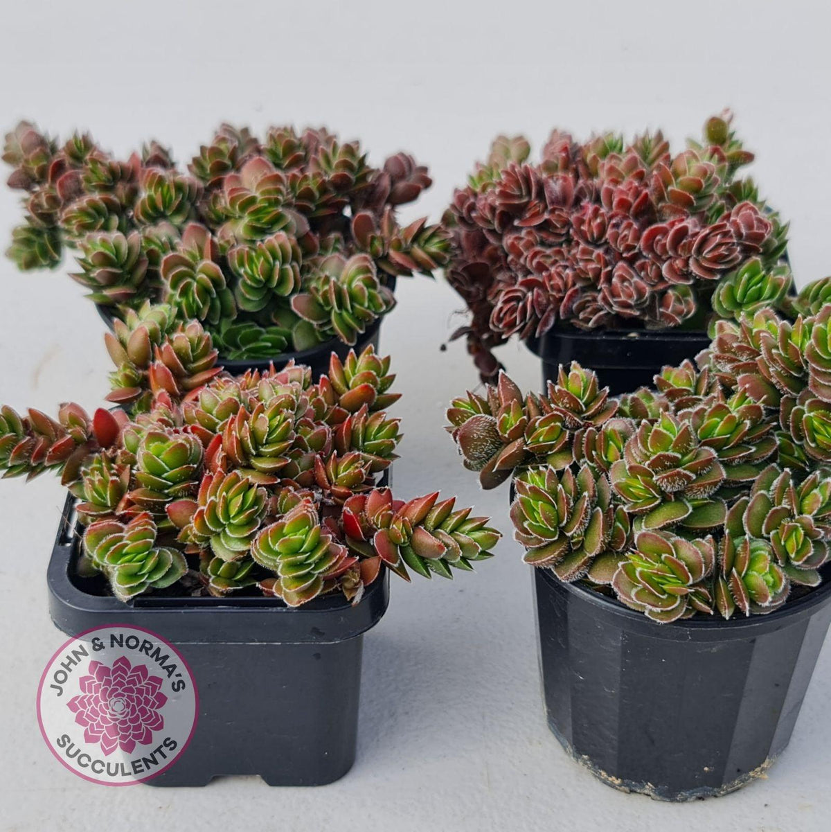 Crassula lanuginosa var. pachystemon 'David'