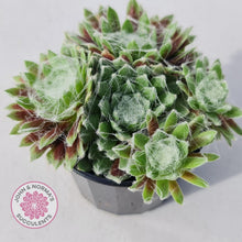 Load image into Gallery viewer, Sempervivum arachnoidium - John &amp; Norma&#39;s Succulents
