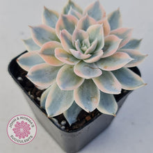 Load image into Gallery viewer, Echeveria desmetiana v subsessilis variegata (White) - John &amp; Norma&#39;s Succulents
