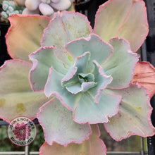 Load image into Gallery viewer, Echeveria Flying Cloud (reverted) - John &amp; Norma&#39;s Succulents Australia
