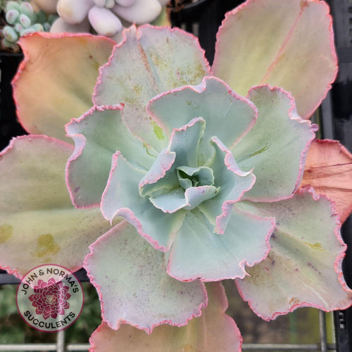 Echeveria Flying Cloud (reverted) - John & Norma's Succulents Australia