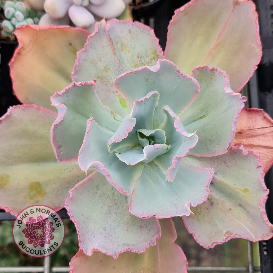 Echeveria Flying Cloud (reverted) - John & Norma's Succulents Australia