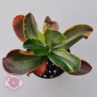 Echeveria fimbriata variegated