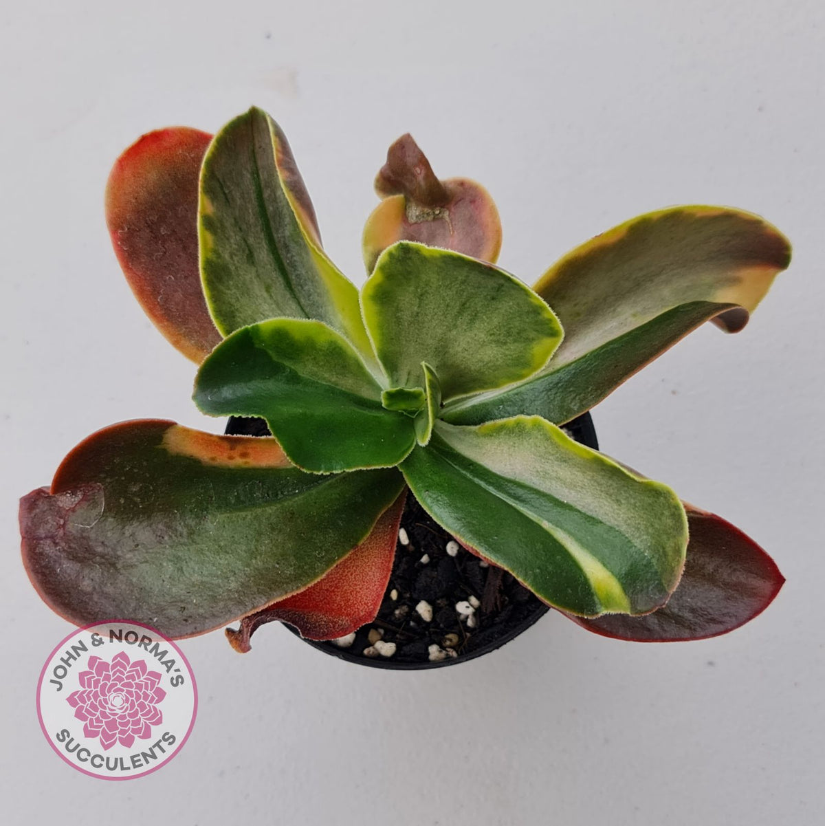 Echeveria fimbriata variegated