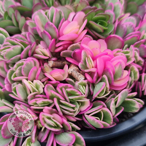 Portulaca oleracea variegata - John & Norma's Succulents