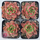 Echeveria Agavoides Amestro (Lg)