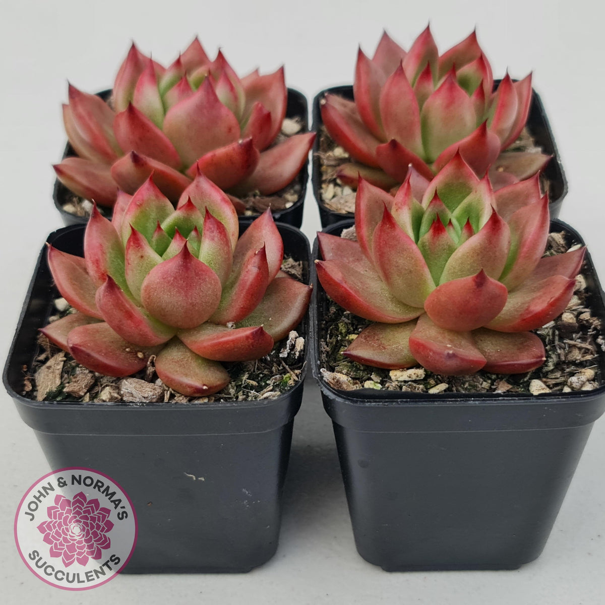 Echeveria Agavoides Amestro (Lg)