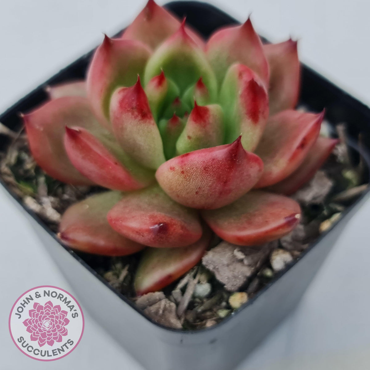 Echeveria Agavoides Amestro (Lg)