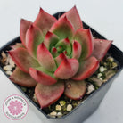 Echeveria Agavoides Amestro (Lg)