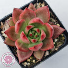 Echeveria Agavoides Amestro (Lg)