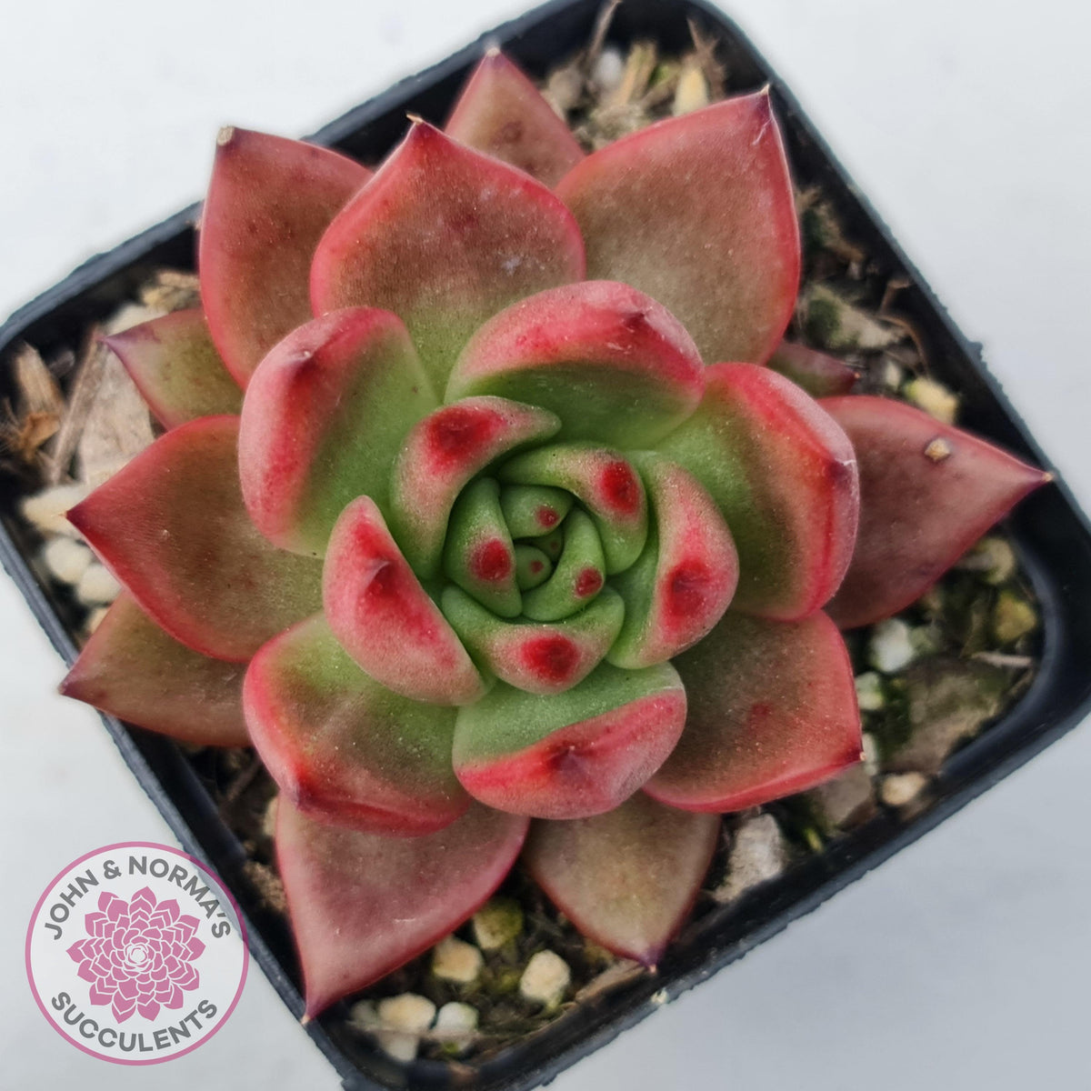 Echeveria Agavoides Amestro (Lg)