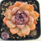 Echeveria White Amethyst