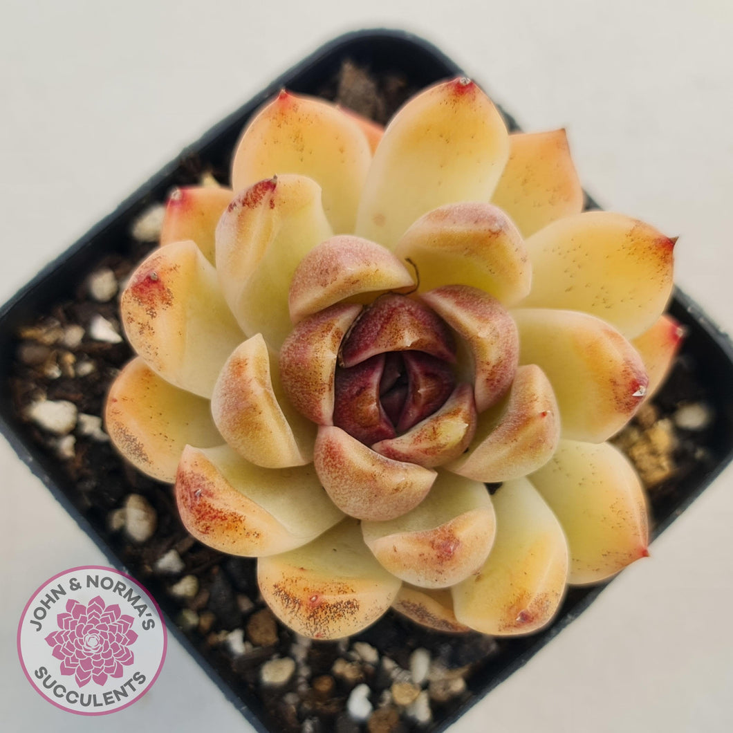 Echeveria White Amethyst - John & Norma's Succulents