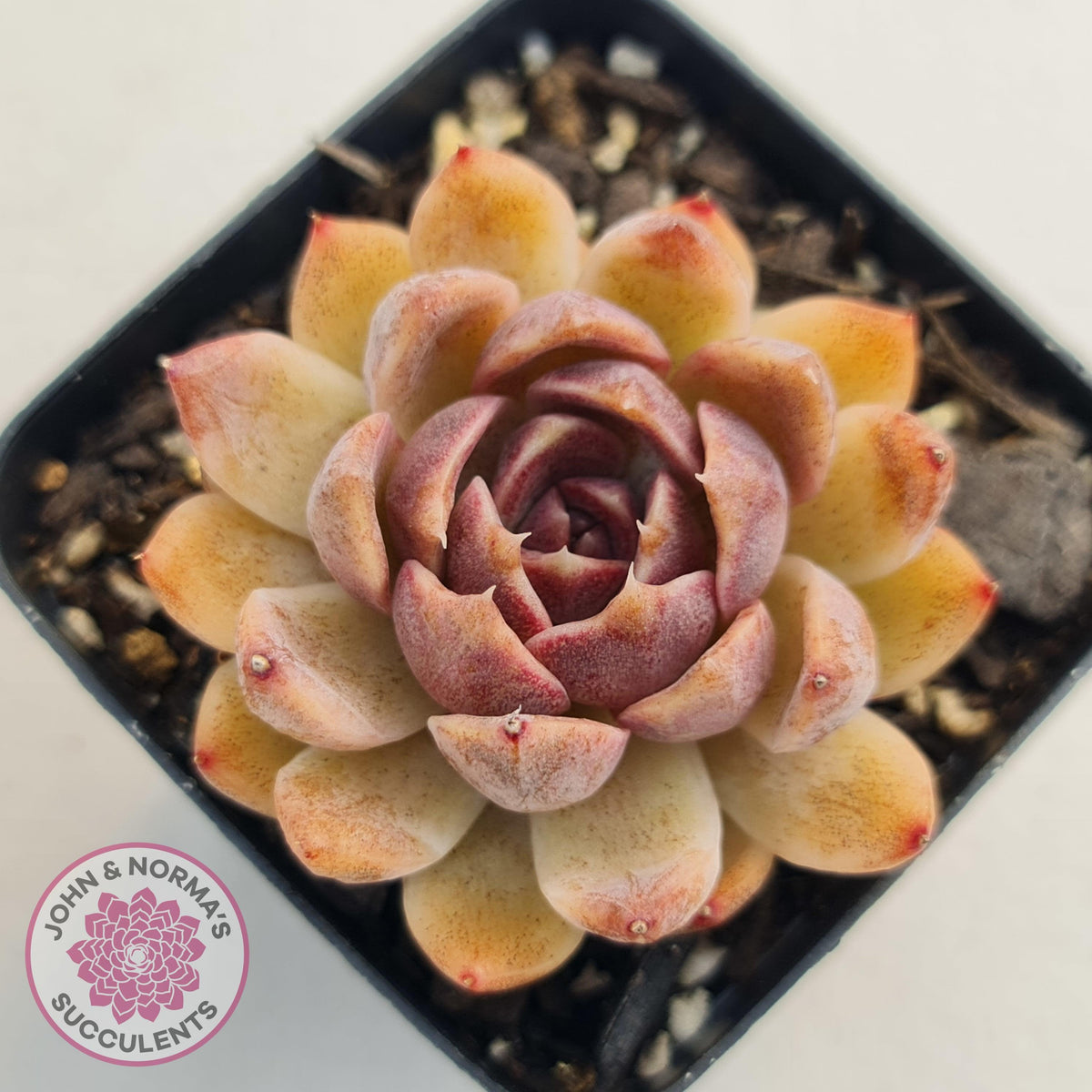 Echeveria White Amethyst
