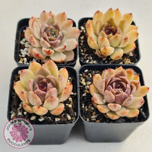 Load image into Gallery viewer, Echeveria White Amethyst - John &amp; Norma&#39;s Succulents
