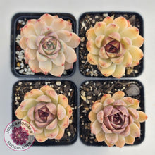 Load image into Gallery viewer, Echeveria White Amethyst - John &amp; Norma&#39;s Succulents
