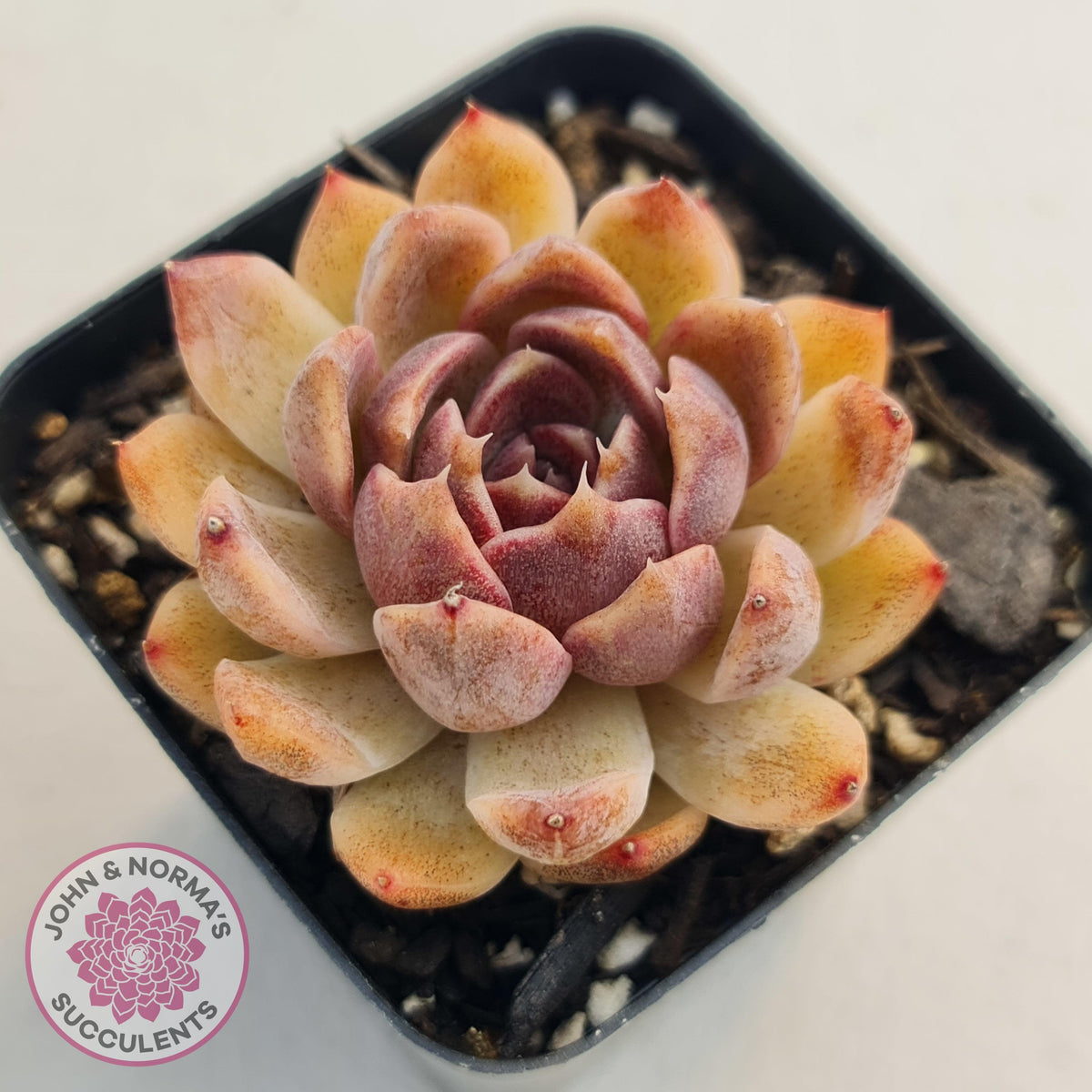 Echeveria White Amethyst