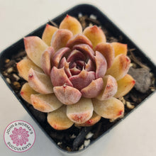 Load image into Gallery viewer, Echeveria White Amethyst - John &amp; Norma&#39;s Succulents
