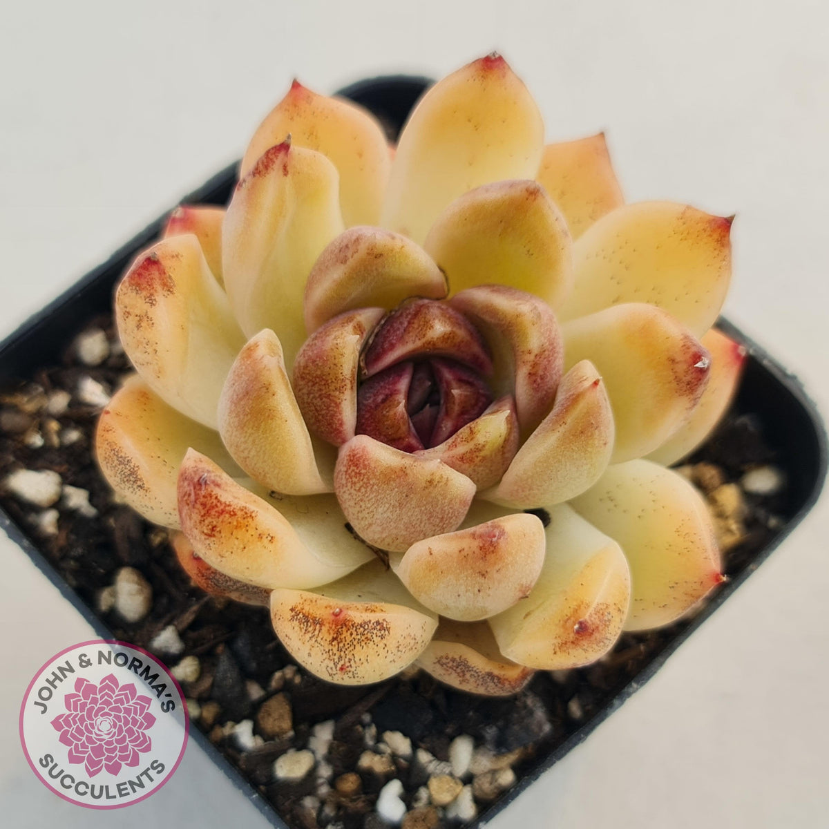 Echeveria White Amethyst