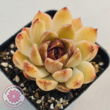 Load image into Gallery viewer, Echeveria White Amethyst - John &amp; Norma&#39;s Succulents
