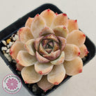 Echeveria White Amethyst
