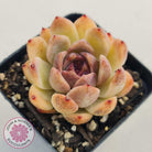 Echeveria White Amethyst