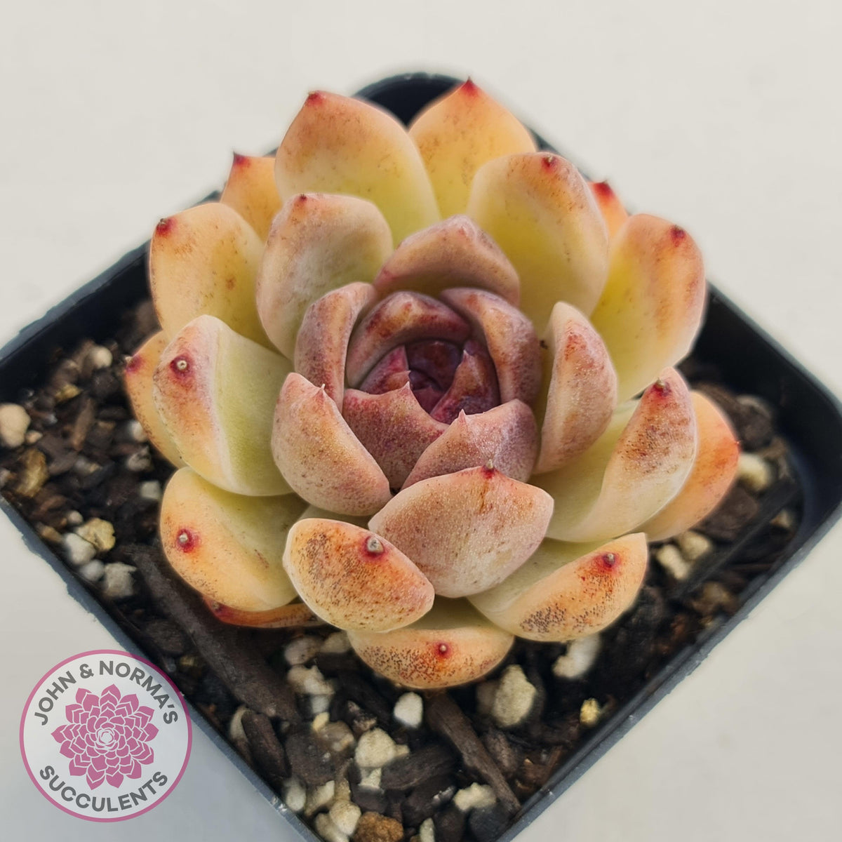 Echeveria White Amethyst