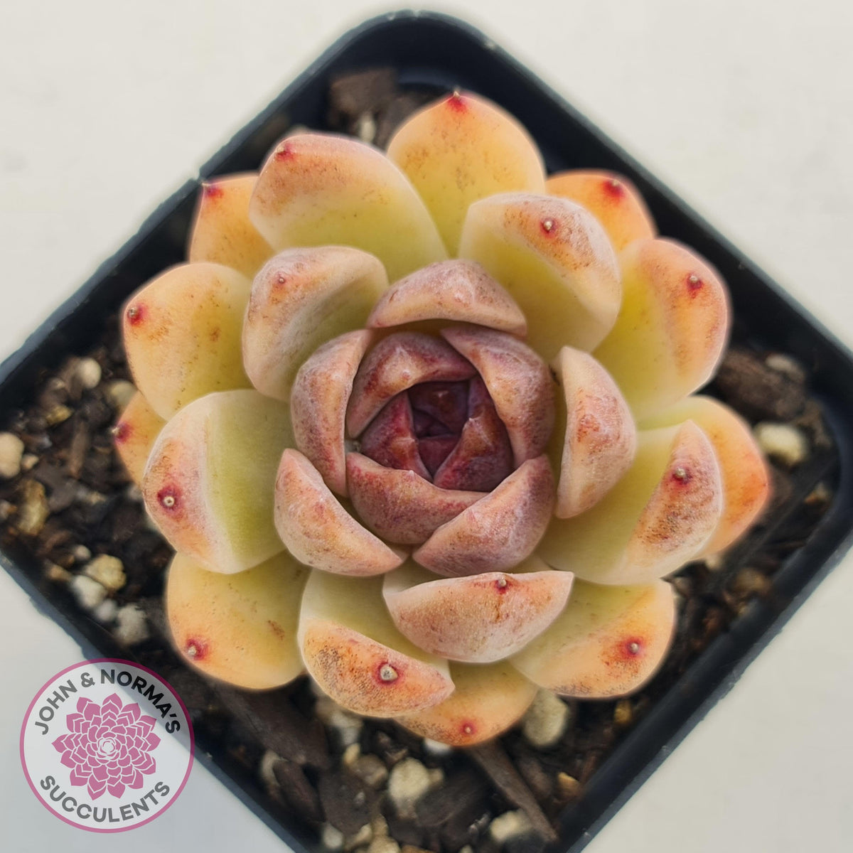 Echeveria White Amethyst
