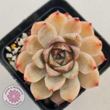 Load image into Gallery viewer, Echeveria White Amethyst - John &amp; Norma&#39;s Succulents
