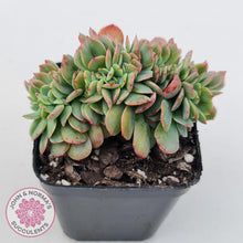 Load image into Gallery viewer, Echeveria Briar Rose Crest - John &amp; Norma&#39;s Succulents
