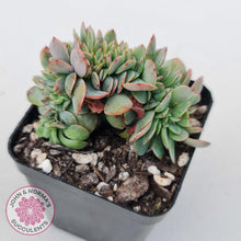 Load image into Gallery viewer, Echeveria Briar Rose Crest - John &amp; Norma&#39;s Succulents
