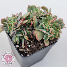 Load image into Gallery viewer, Echeveria Briar Rose Crest - John &amp; Norma&#39;s Succulents
