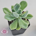 Echeveria pulvinata 'Frosty'