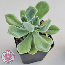 Load image into Gallery viewer, Echeveria pulvinata Frosty - John &amp; Norma&#39;s Succulents
