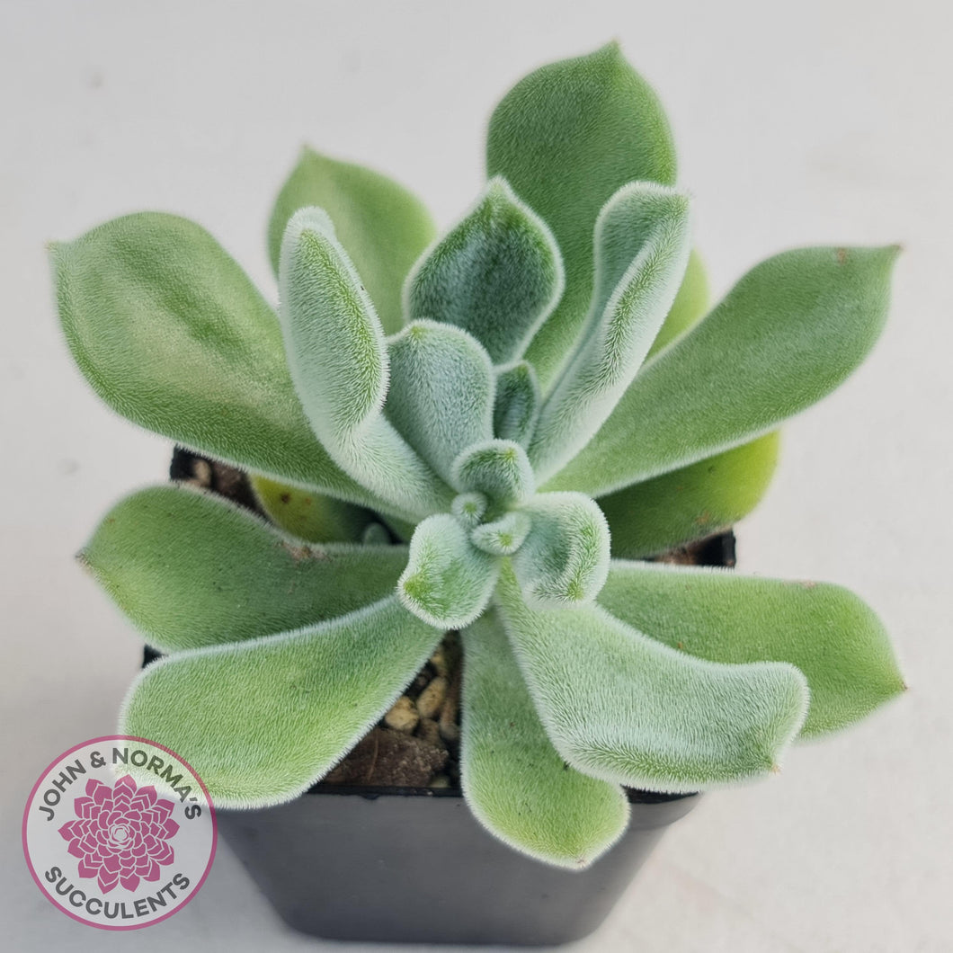 Echeveria pulvinata Frosty - John & Norma's Succulents