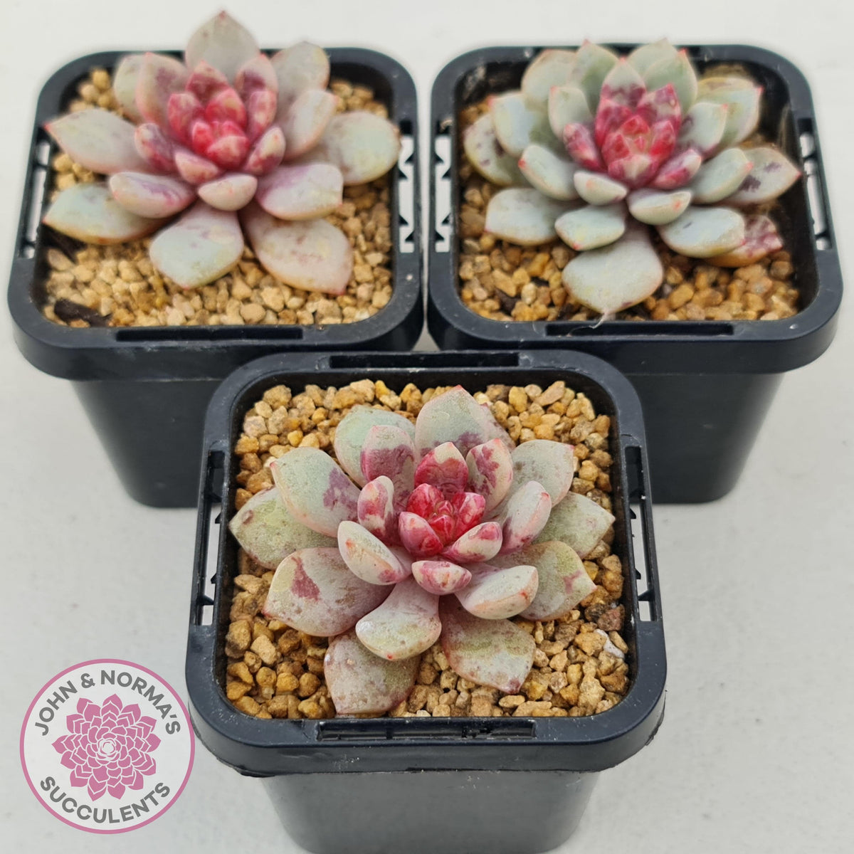 Echeveria Jelly Jam