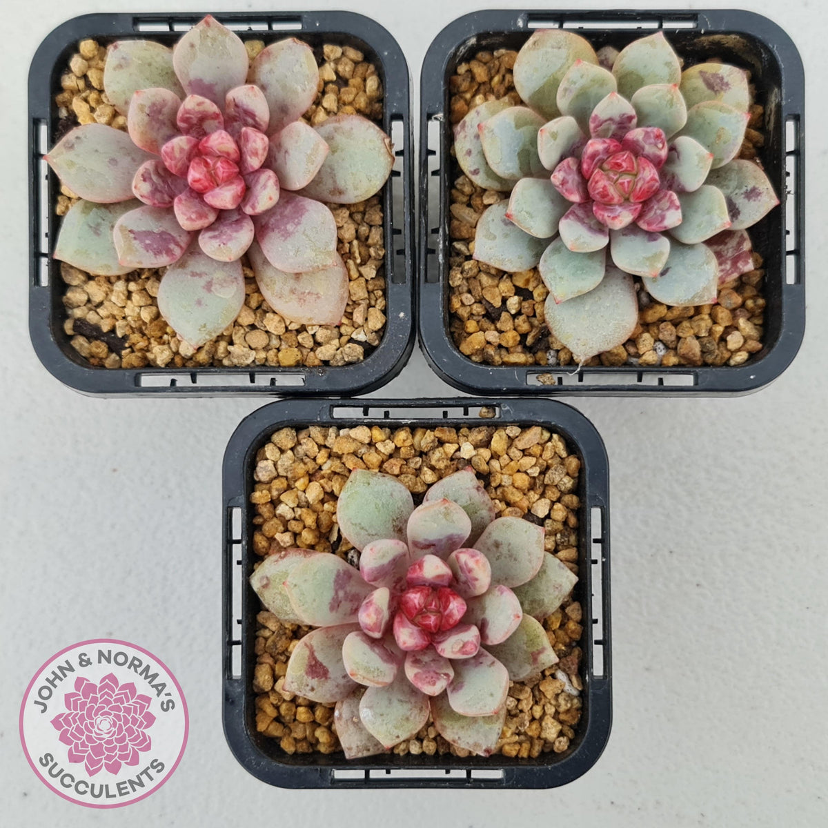 Echeveria Jelly Jam