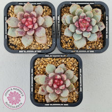 Load image into Gallery viewer, Echeveria Jelly Jam - John &amp; Norma&#39;s Succulents
