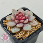Echeveria Jelly Jam