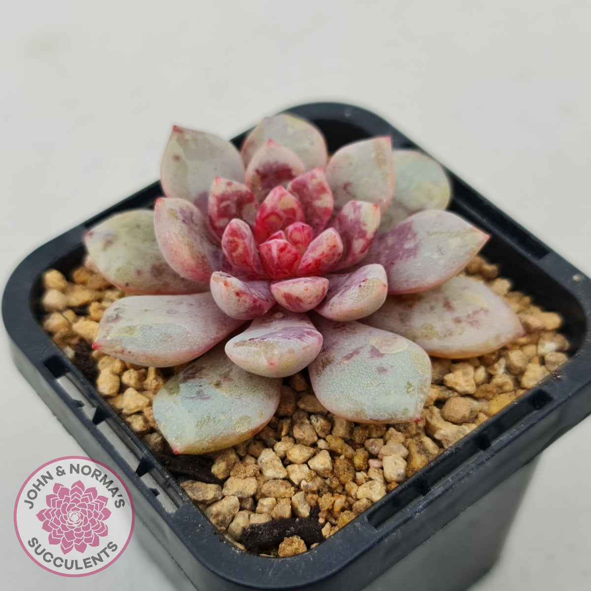 Echeveria Jelly Jam