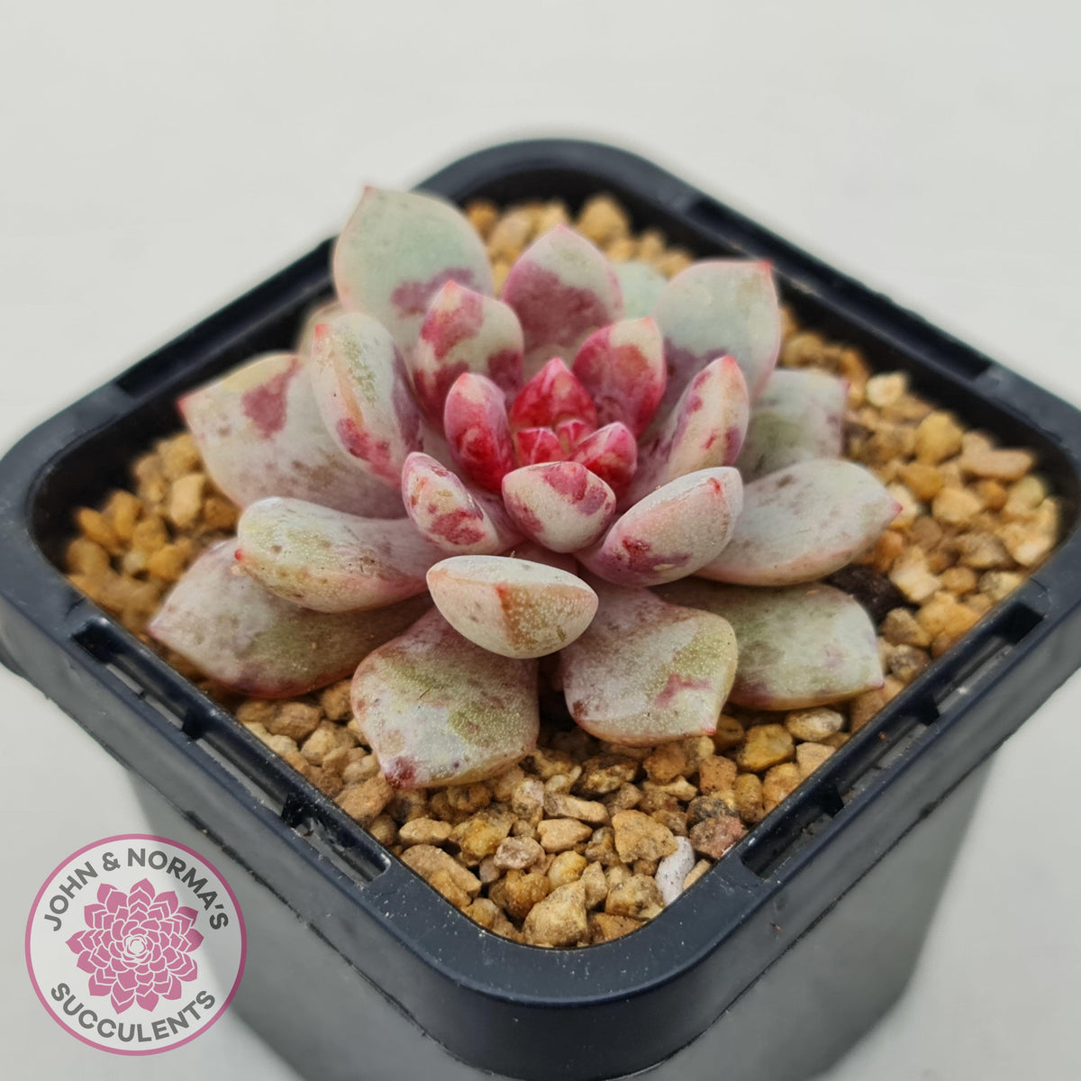 Echeveria Jelly Jam