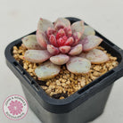 Echeveria Jelly Jam