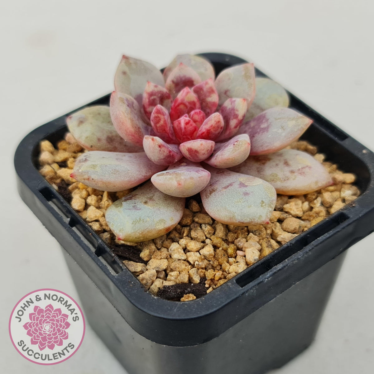 Echeveria Jelly Jam